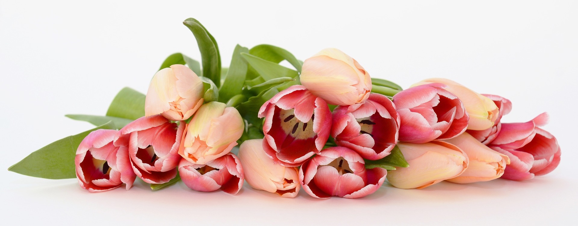 tulips 2152975 1920
