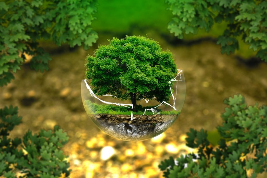 Zdjęcie przedstawiające drzewo w pękniętej szklanej kuli.